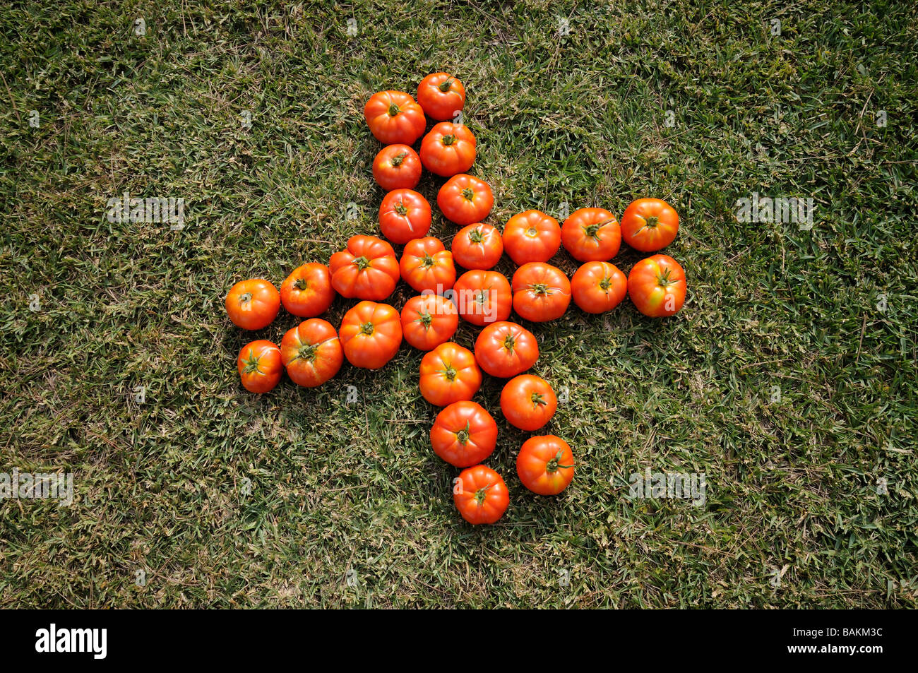 Group of tomatoes representing a cross over the grass. Stock Photo