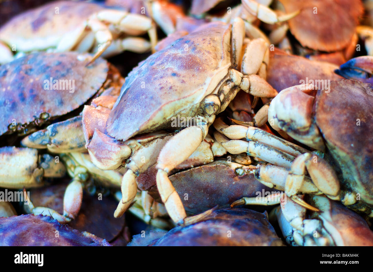 Wow crab hi-res stock photography and images - Alamy