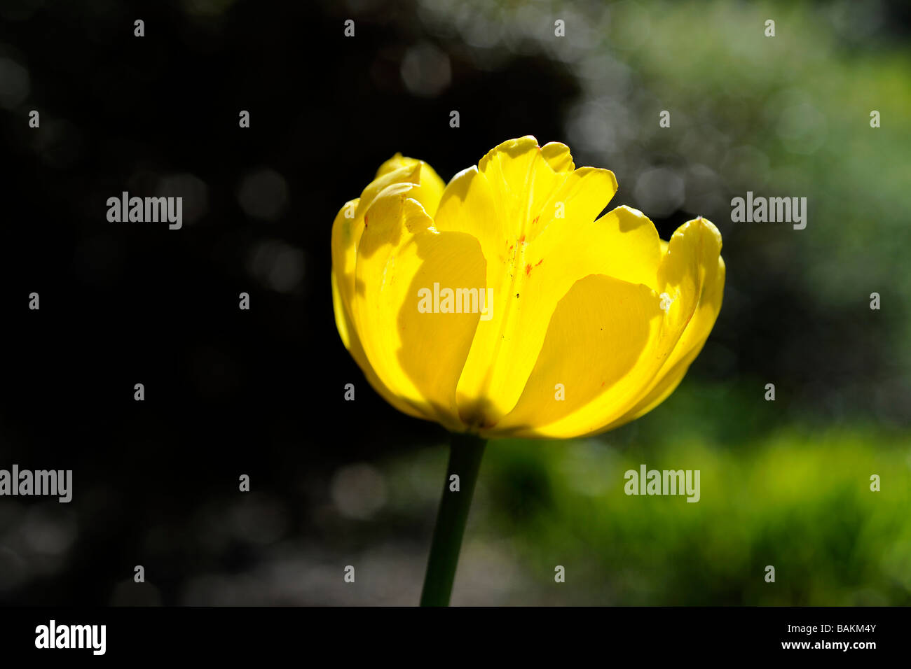 Yellow tulip in spring Stock Photo - Alamy