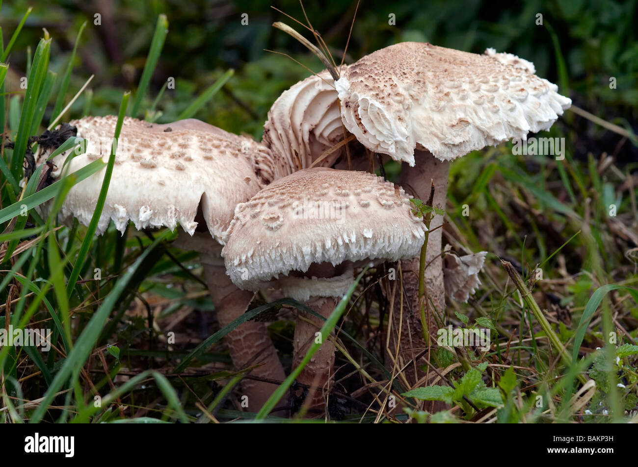 Shot of the parasol fungus - edible mushroom Stock Photo