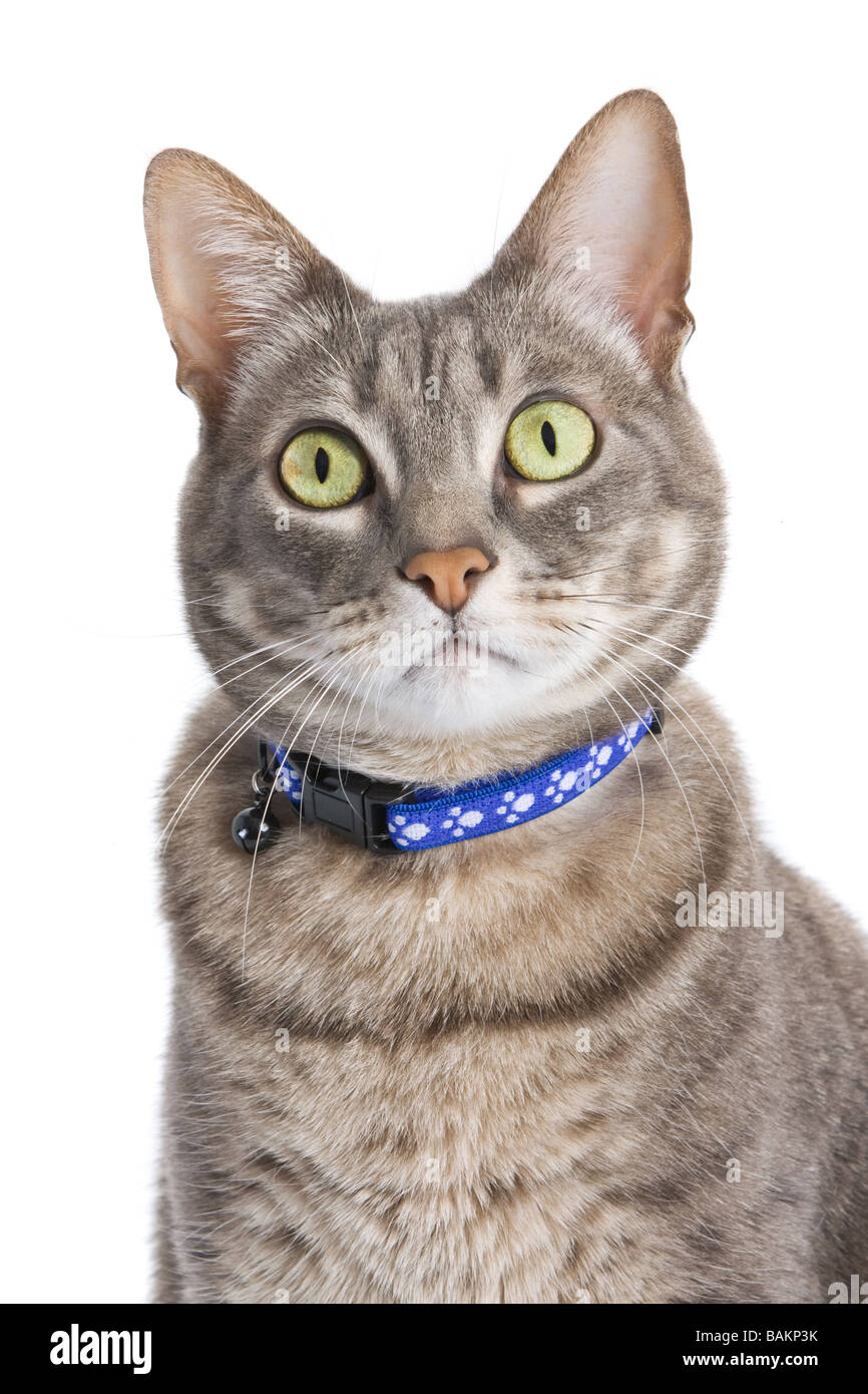 Portrait of a tabby cat against white background Stock Photo