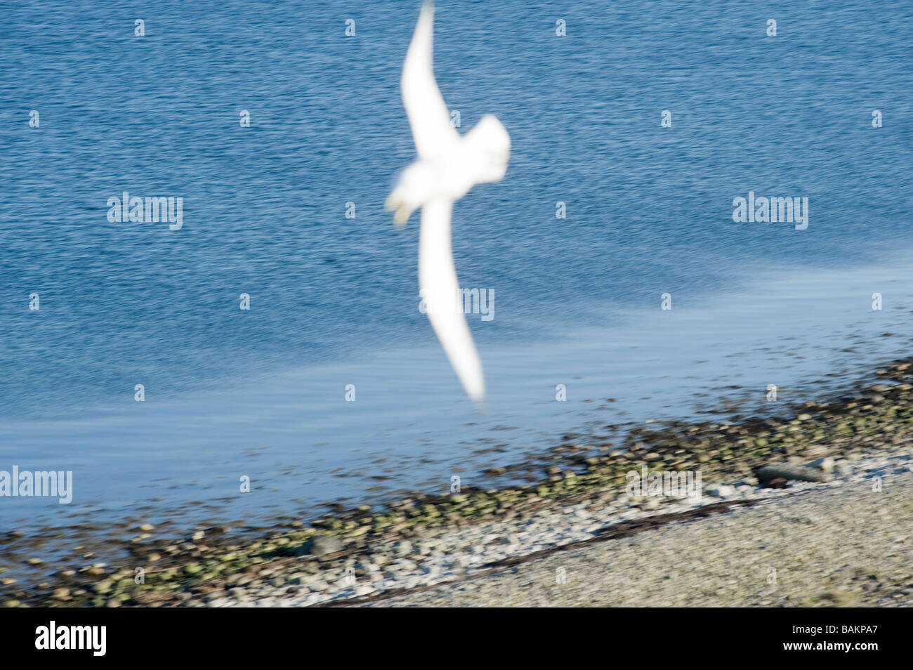 Seagull, abstract and artistic concept Stock Photo