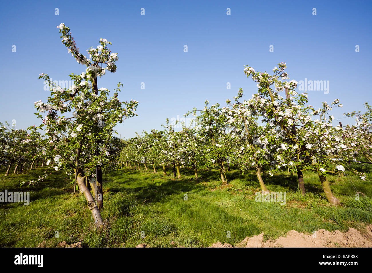 apple plantation, trees in bloom Stock Photo