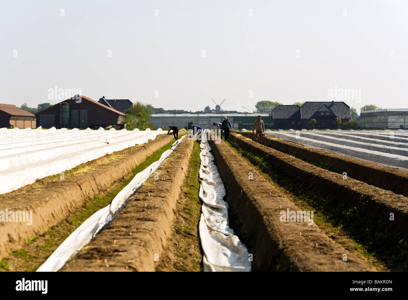 early morning asparagus harvesting at Walbeck, lower rhine region, Germany Stock Photo