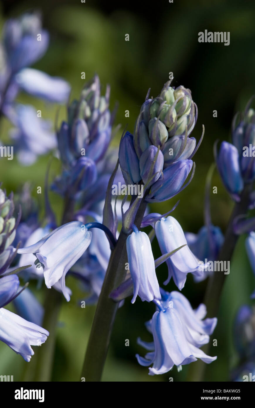 Hyacinthoides Hispanica, Spanish Bluebell, close up detailed shot Stock Photo