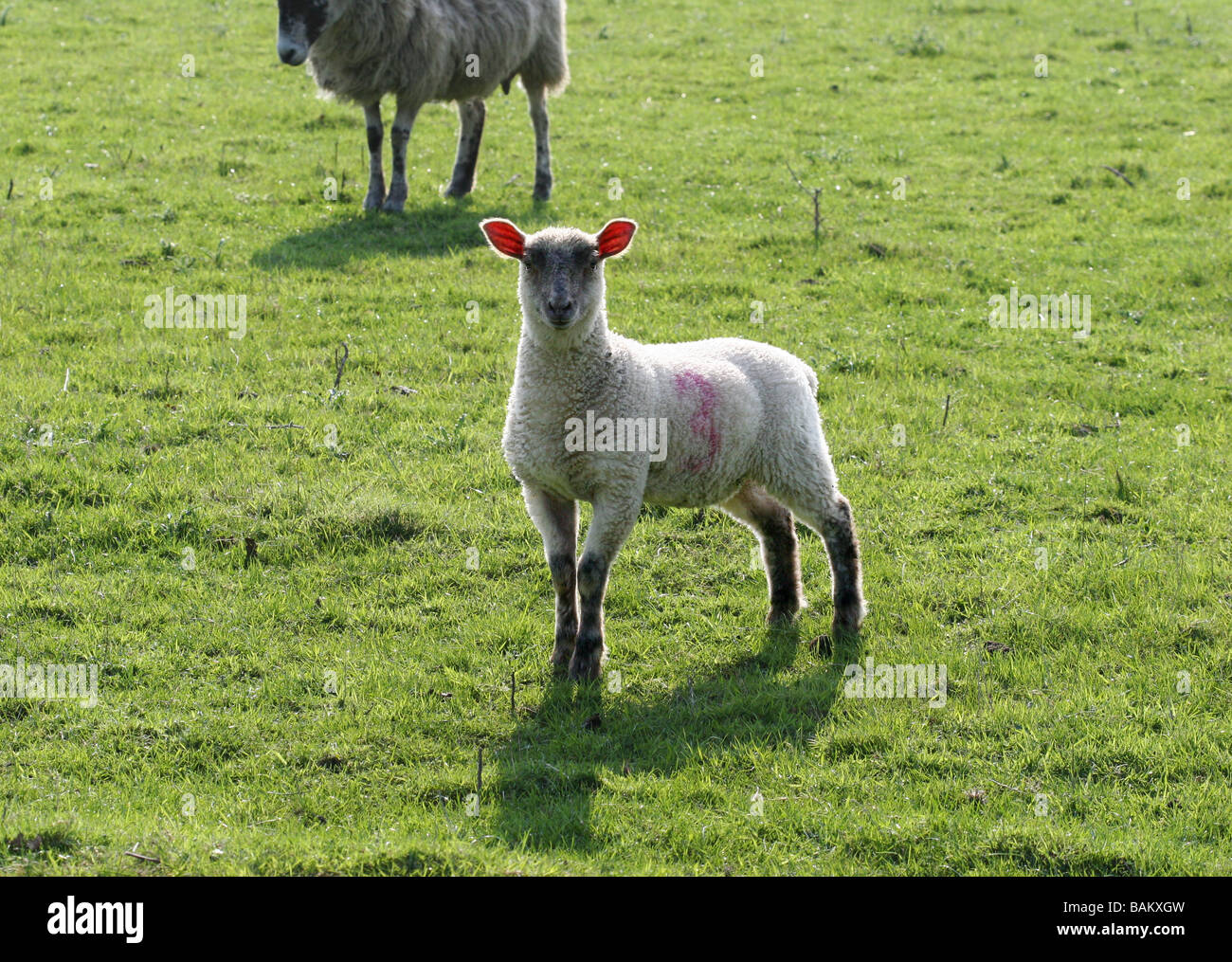 Young lamb looking to camera Kent Stock Photo Alamy