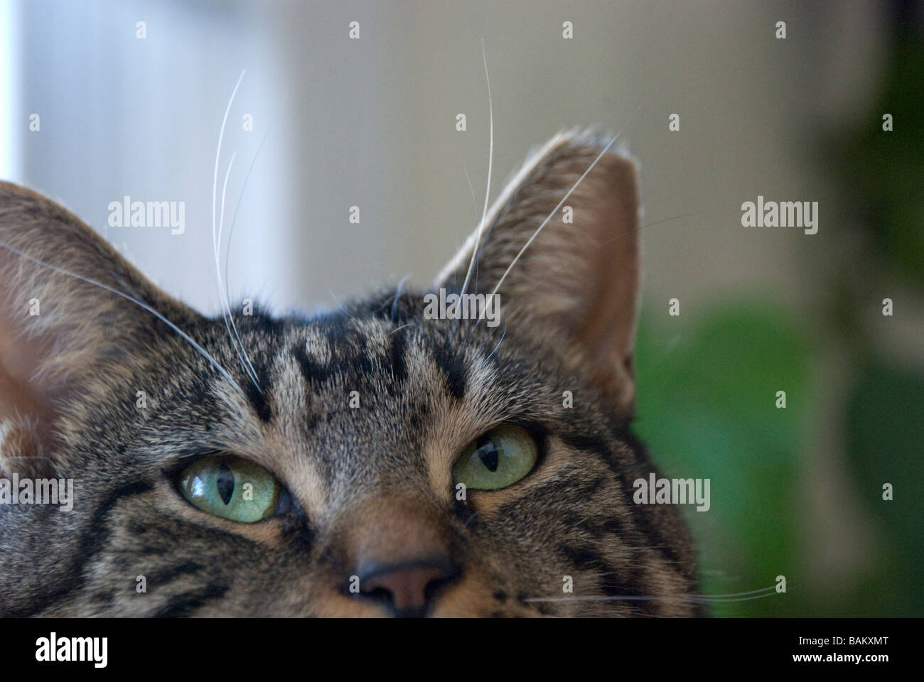 cat feline ear tipped green eyes feral domestic fur furry whiskers