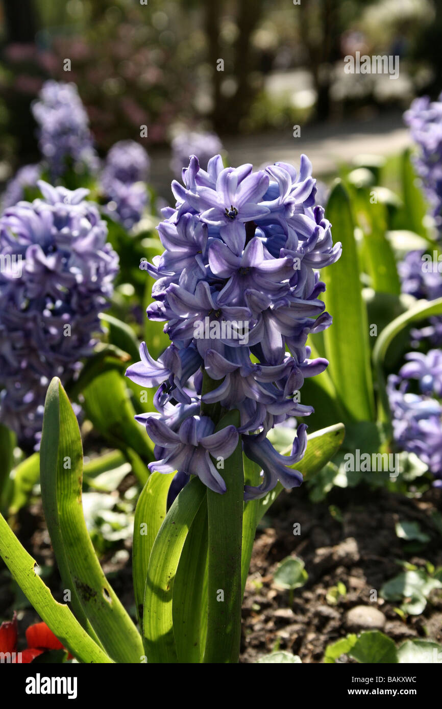Hyacinth Structure Hyacinth Bloom Family Liliaceae showing flower structure and leaves ...