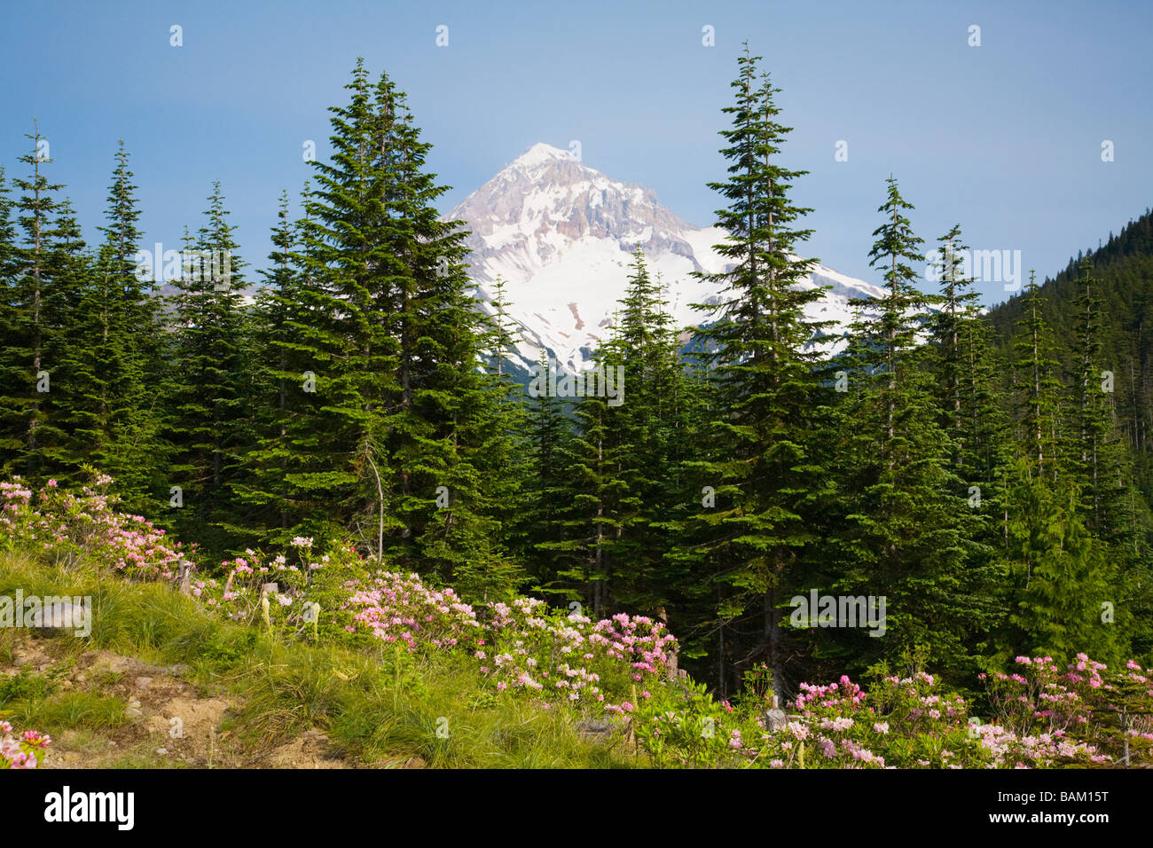 Lolo pass and mount hood Stock Photo