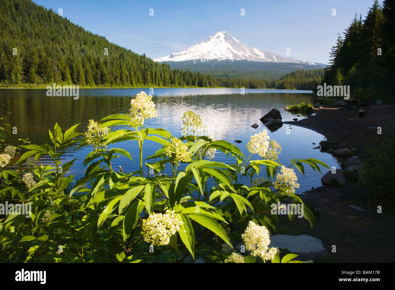 Mount hood and trillium lake Stock Photo