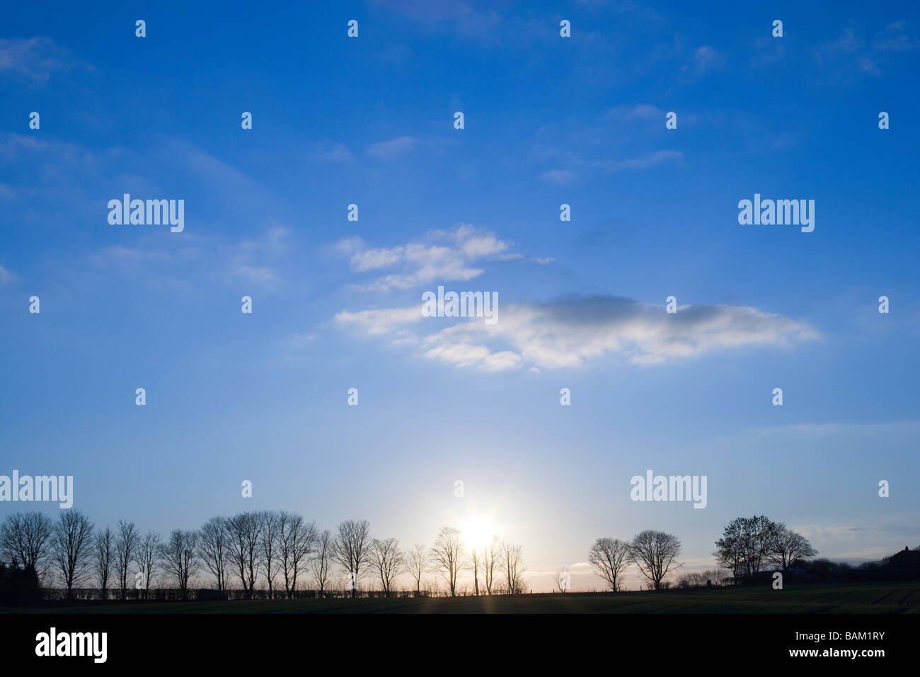 Silhouetted trees in hi-res stock photography and images - Alamy