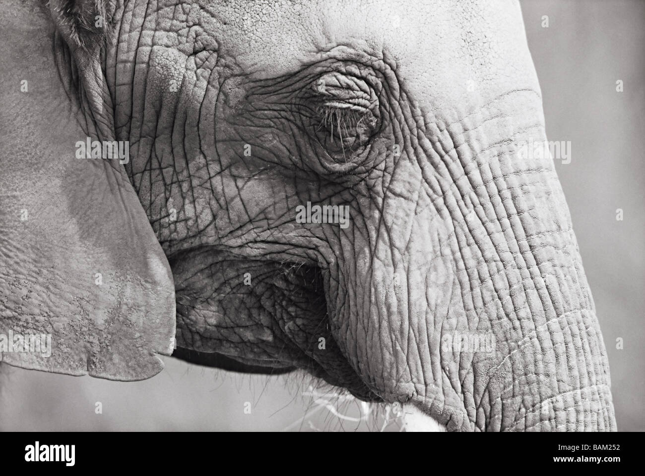 Elephant anatomy hi-res stock photography and images - Alamy