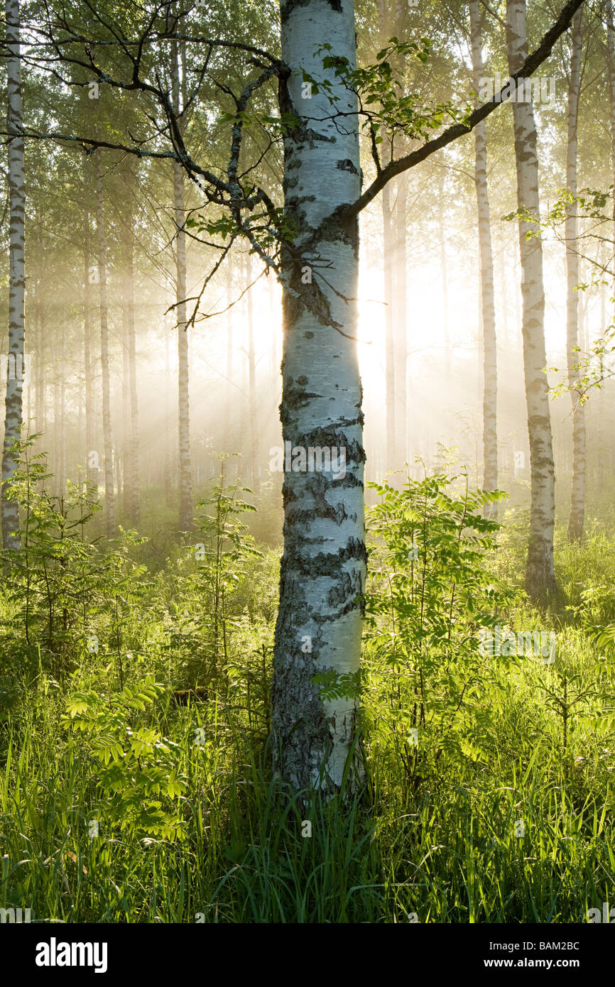 Sunlight in forest of birch trees Stock Photo - Alamy