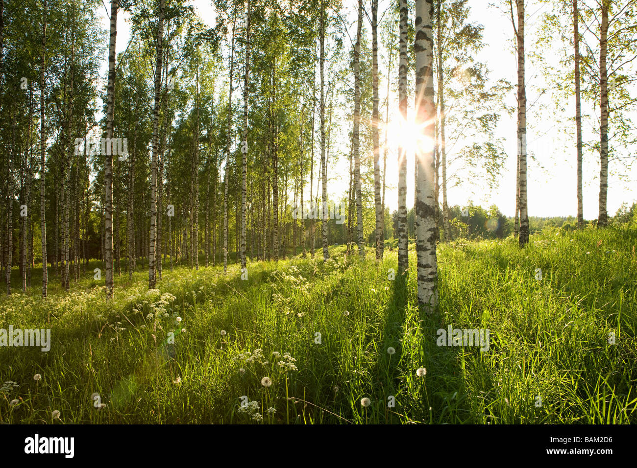 Sunlight in forest of birch trees Stock Photo - Alamy
