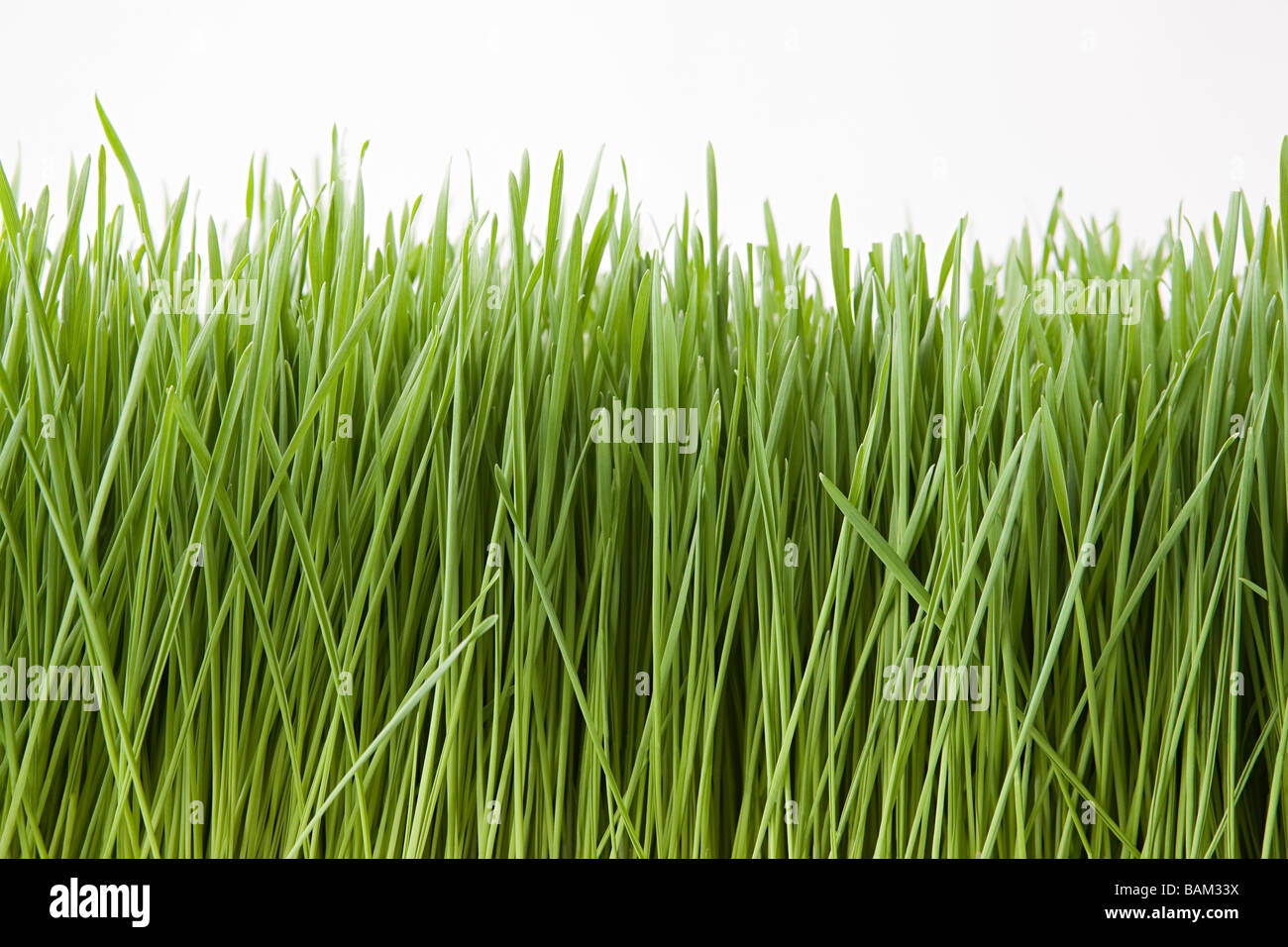 Blade o grass hi-res stock photography and images - Alamy