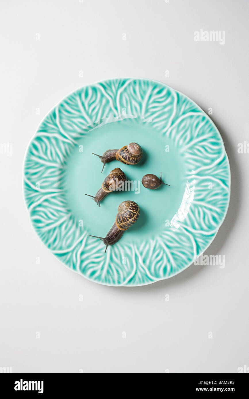 Four snails on a plate Stock Photo