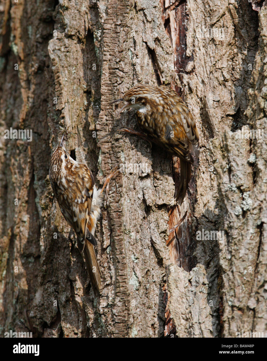 Tree Creepers bonding with the male bringing back food for the female