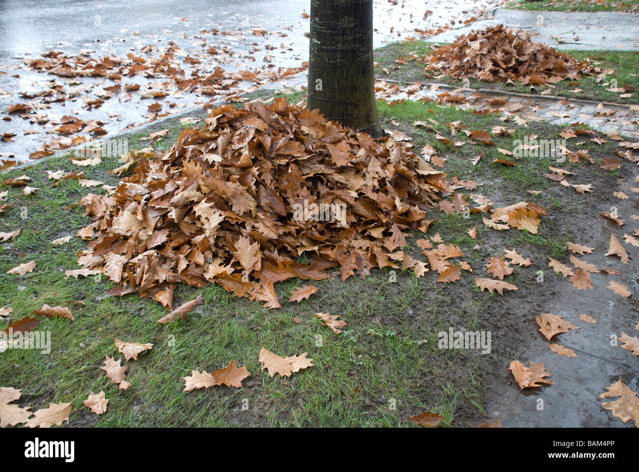 horizontal fall autumn season change leaves leaf drop deciduous leaf
