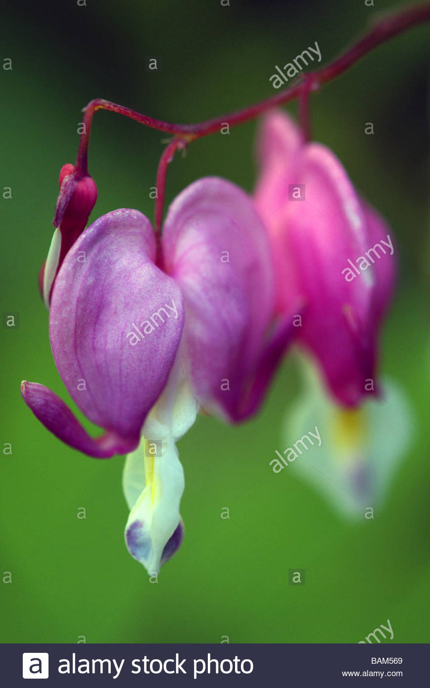 Dicentra Spectabilis Stock Photos & Dicentra Spectabilis Stock Images