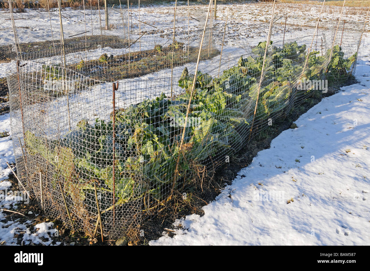 Brassicas under netting on allotment with laying snow Norfolk UK February Stock Photo