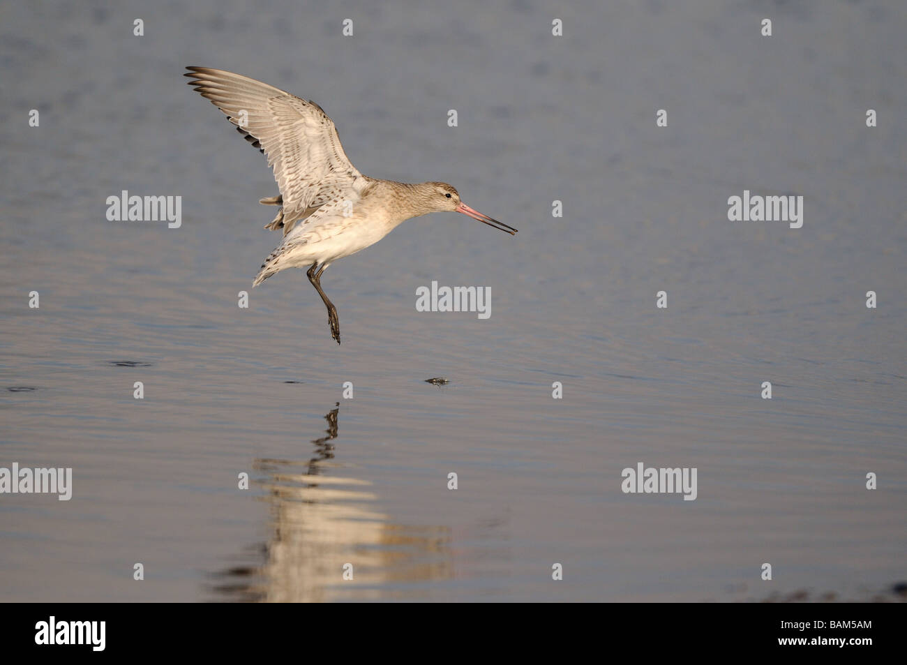 Bar tailed godwit flying down to water Norfolk UK Stock Photo