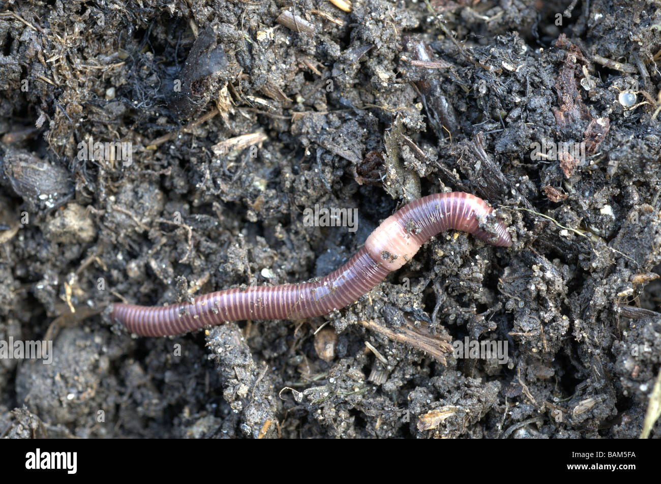 Brandling or Tiger worm eisenia foetida in compost Stock Photo