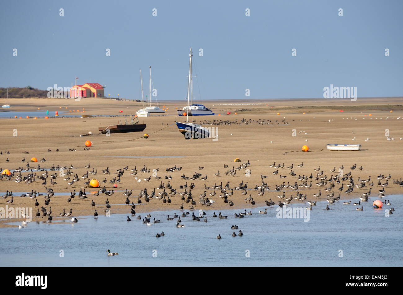 Brent Geese branta bernicla flock in Wells harbour estuary with pleasure craft and lifeboat station Norfolk UK March Stock Photo