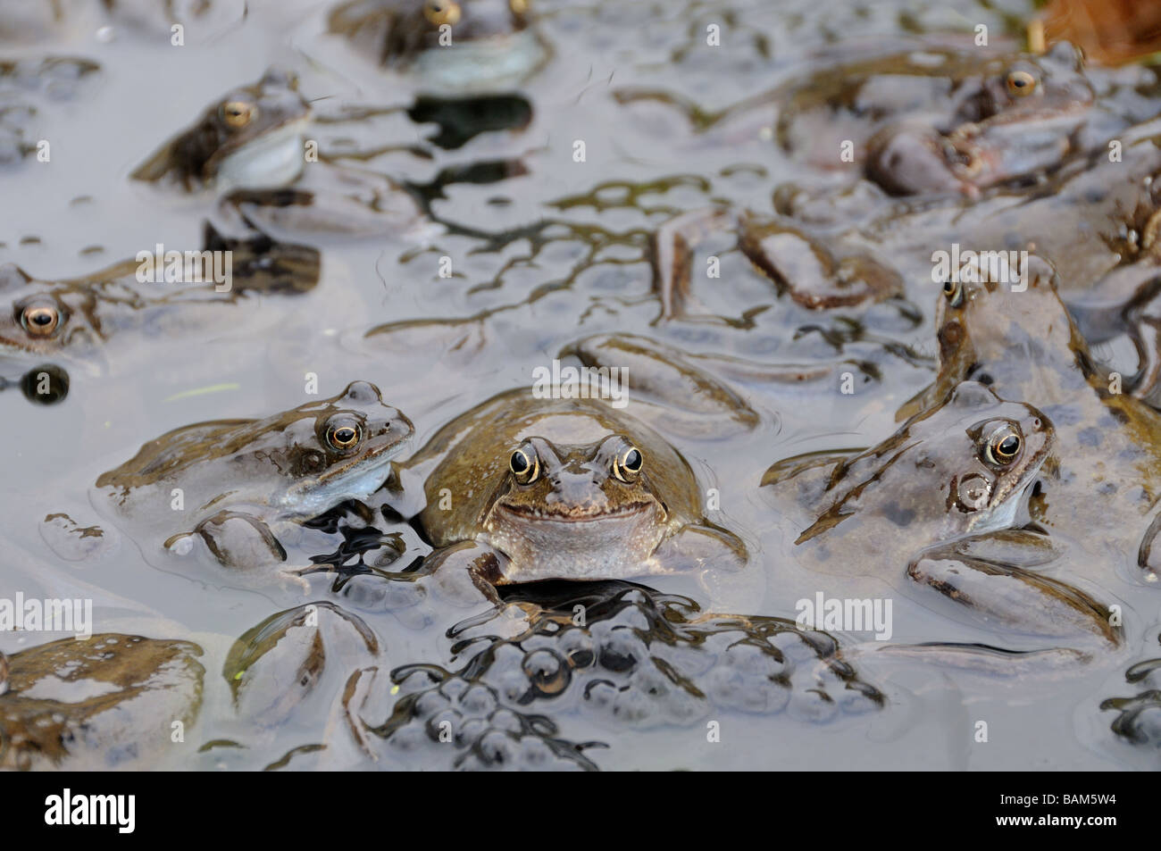 frogs in pond Stock Photo