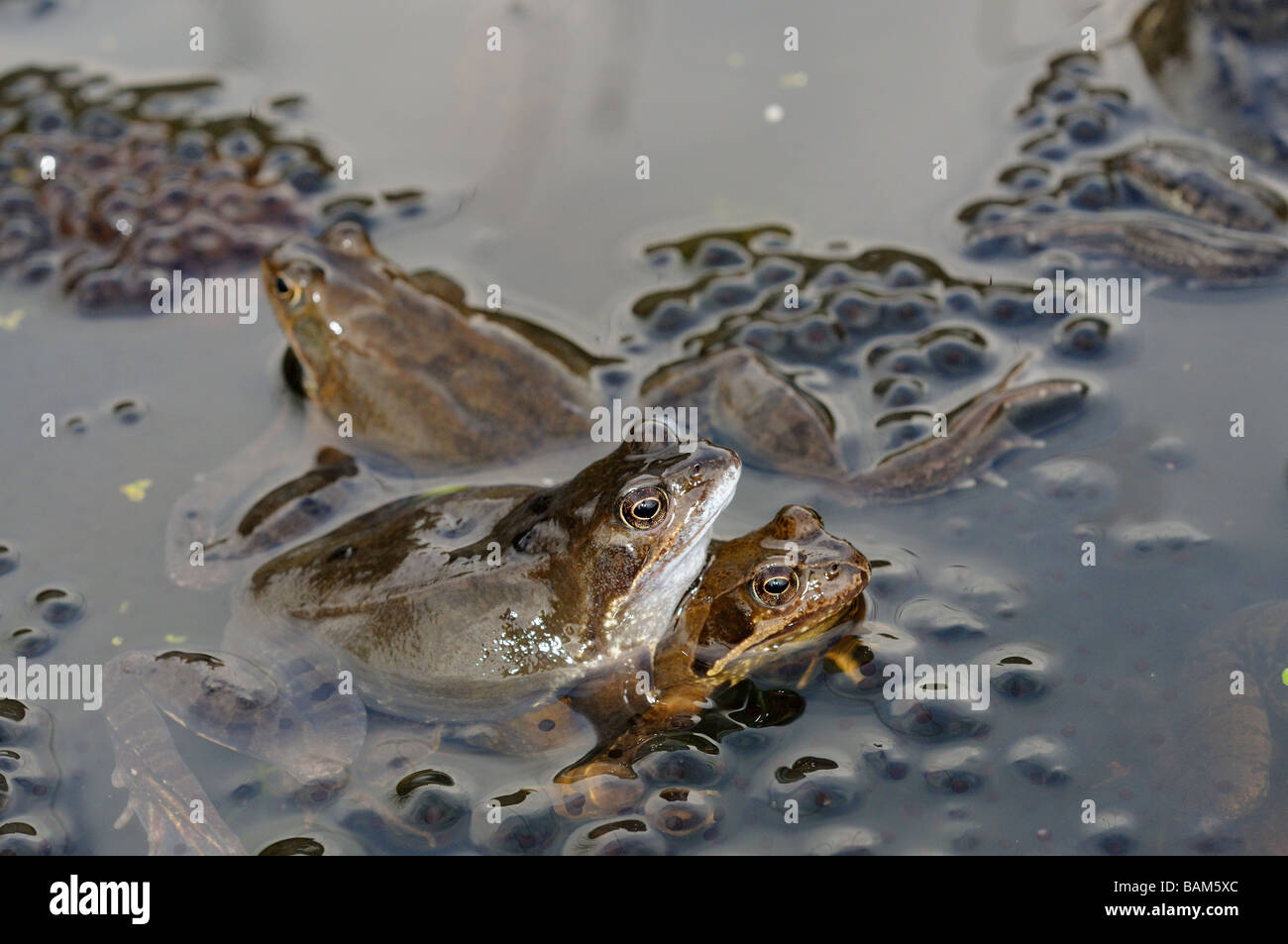 Garden wildlife Frogs common frog rana temporaria adults in mating