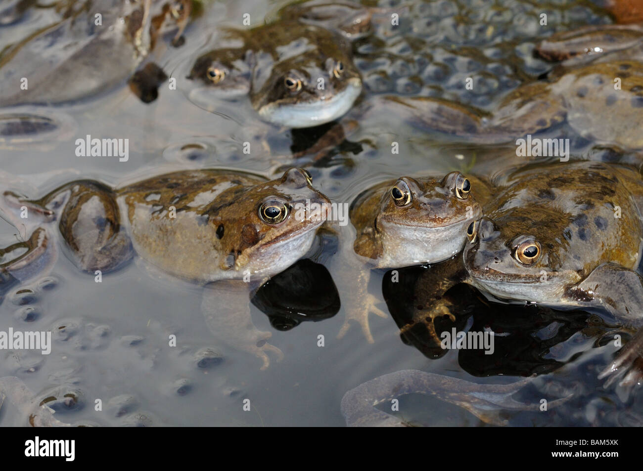 Garden wildlife Frogs common frog rana temporaria adults in mating