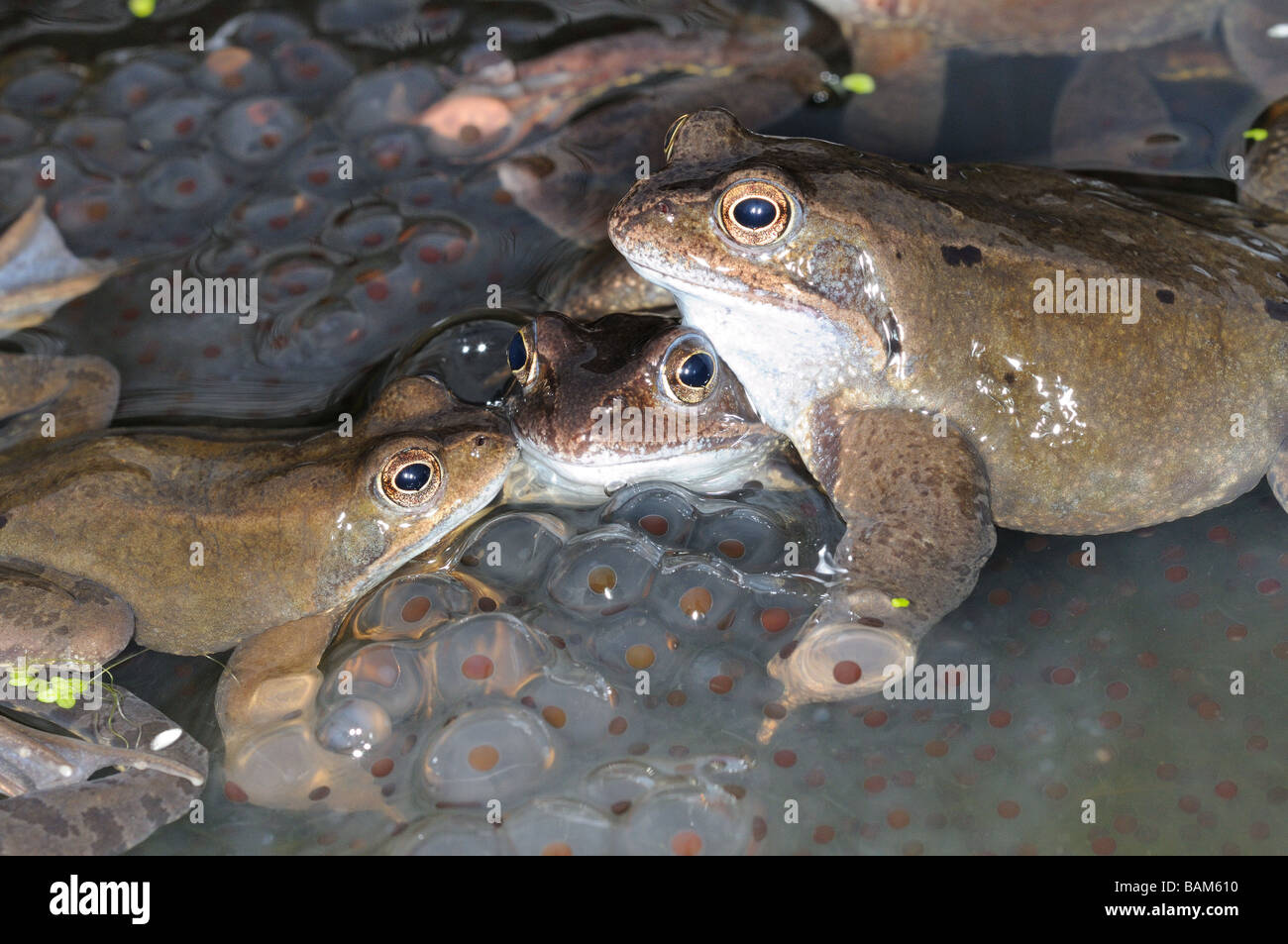 Garden wildlife Frogs common frog rana temporaria adults in mating