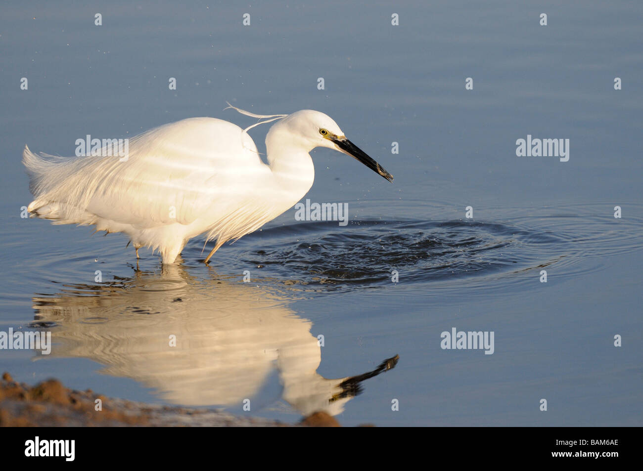 Little Egret egretta garzetta single bird hunting in tidal harbour Norfolk UK February Stock Photo