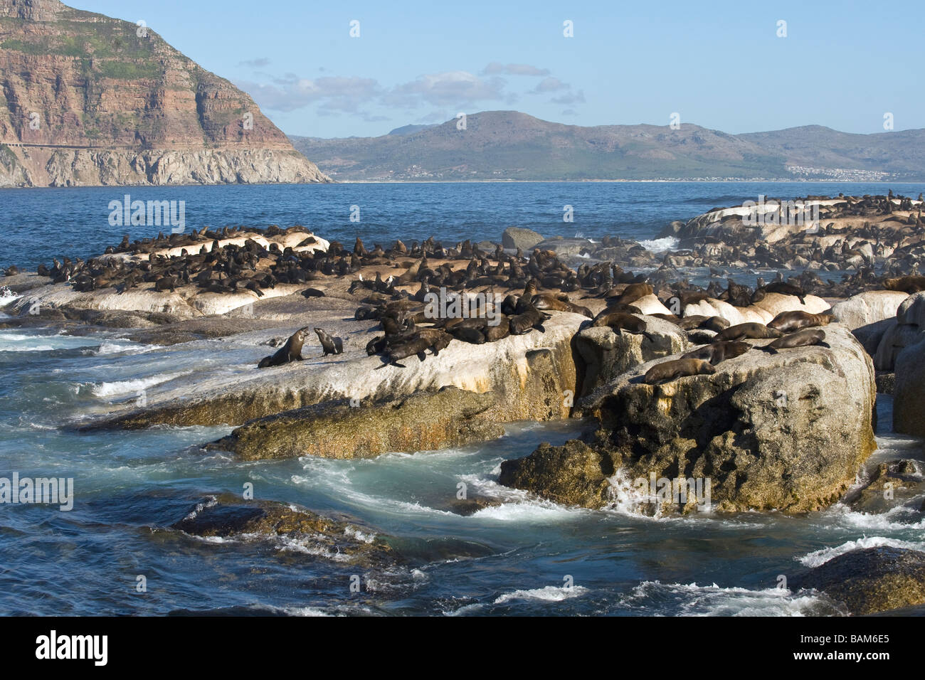 Cape Fur Seals Arctocephalus pusillus on Duiker Island Hout Bay Western Cape South Africa Stock Photo