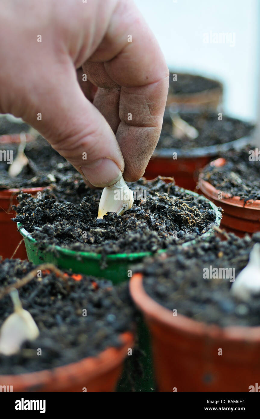 Gardeners hand planting garlic cloves in pots on greenhouse bench January Stock Photo