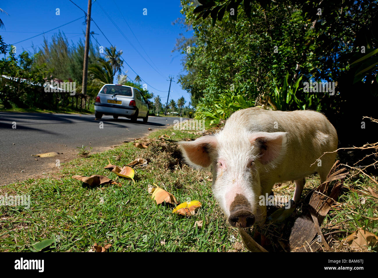 French Polynesia, Austral Islands, Tubuai island, pig Stock Photo Alamy