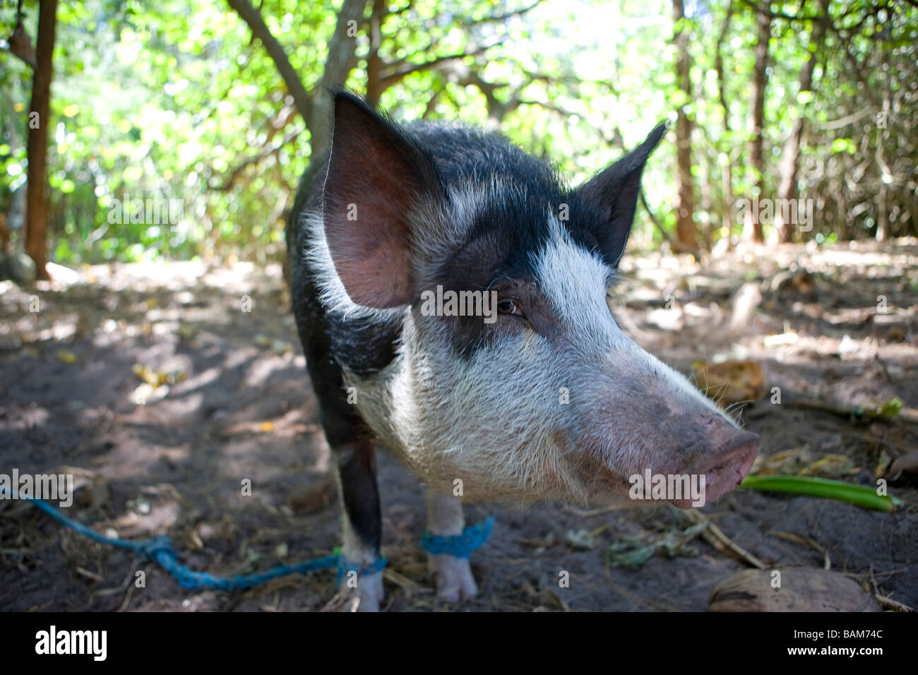 French Polynesia, Austral Islands, Rurutu island, pig Stock Photo Alamy