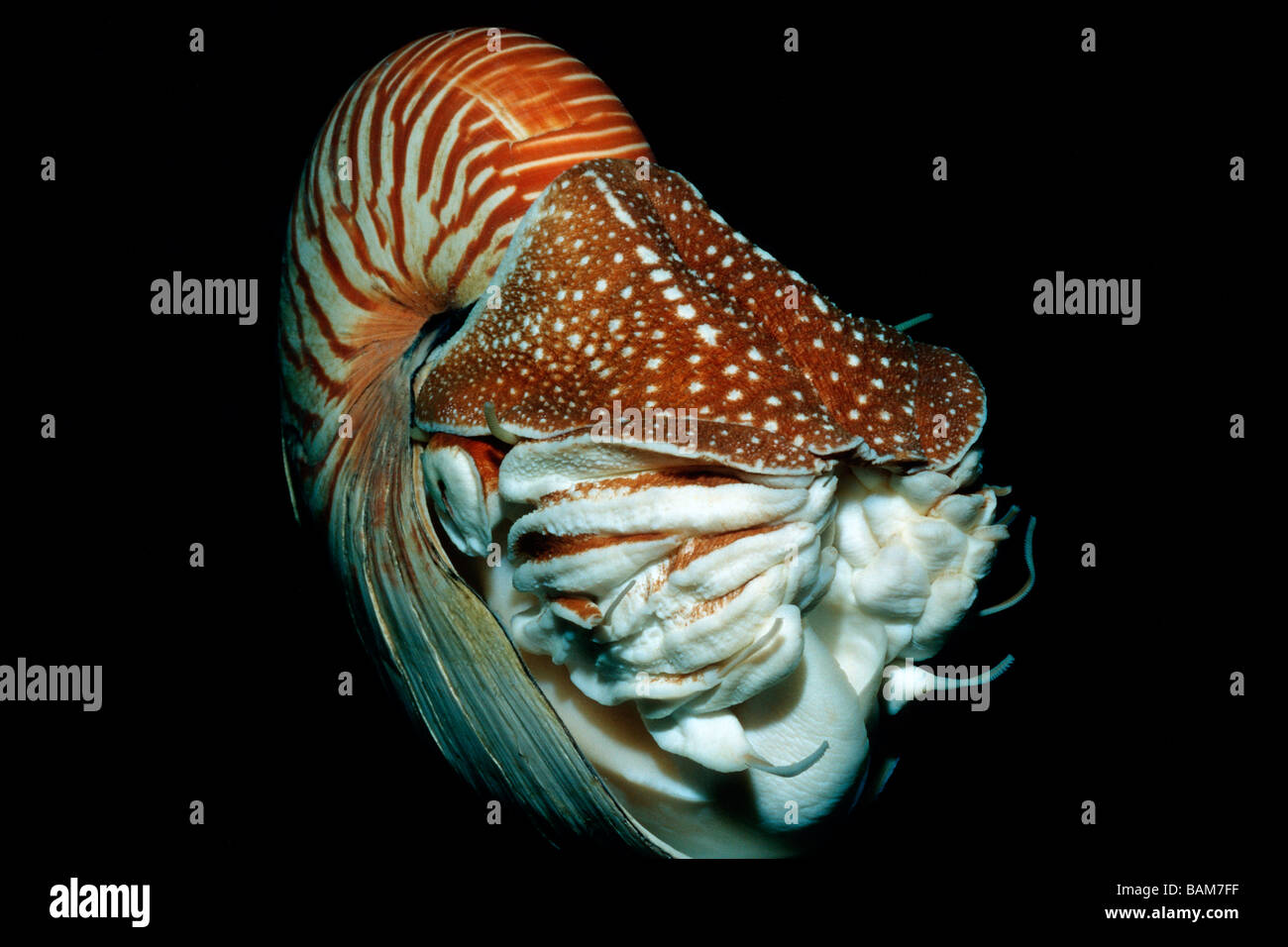 Chambered Nautilus Nautilus belauensis Pacific Micronesia Palau Stock Photo