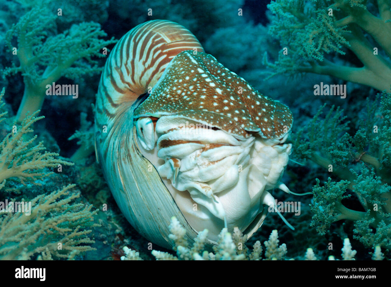Chambered Nautilus Nautilus belauensis Pacific Micronesia Palau Stock Photo