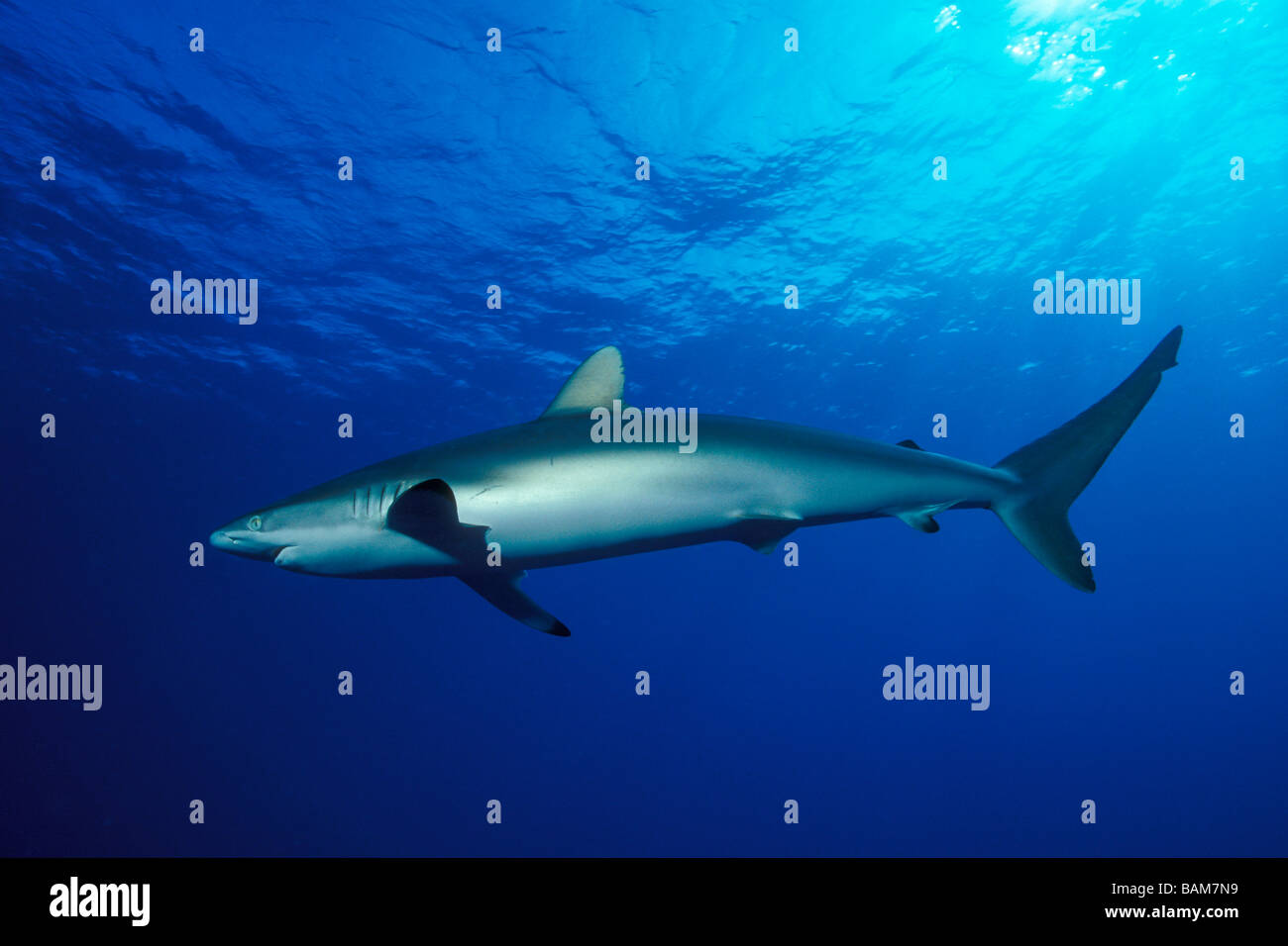 Silky Shark Carcharhinus falciformis Caribbean Cuba Stock Photo