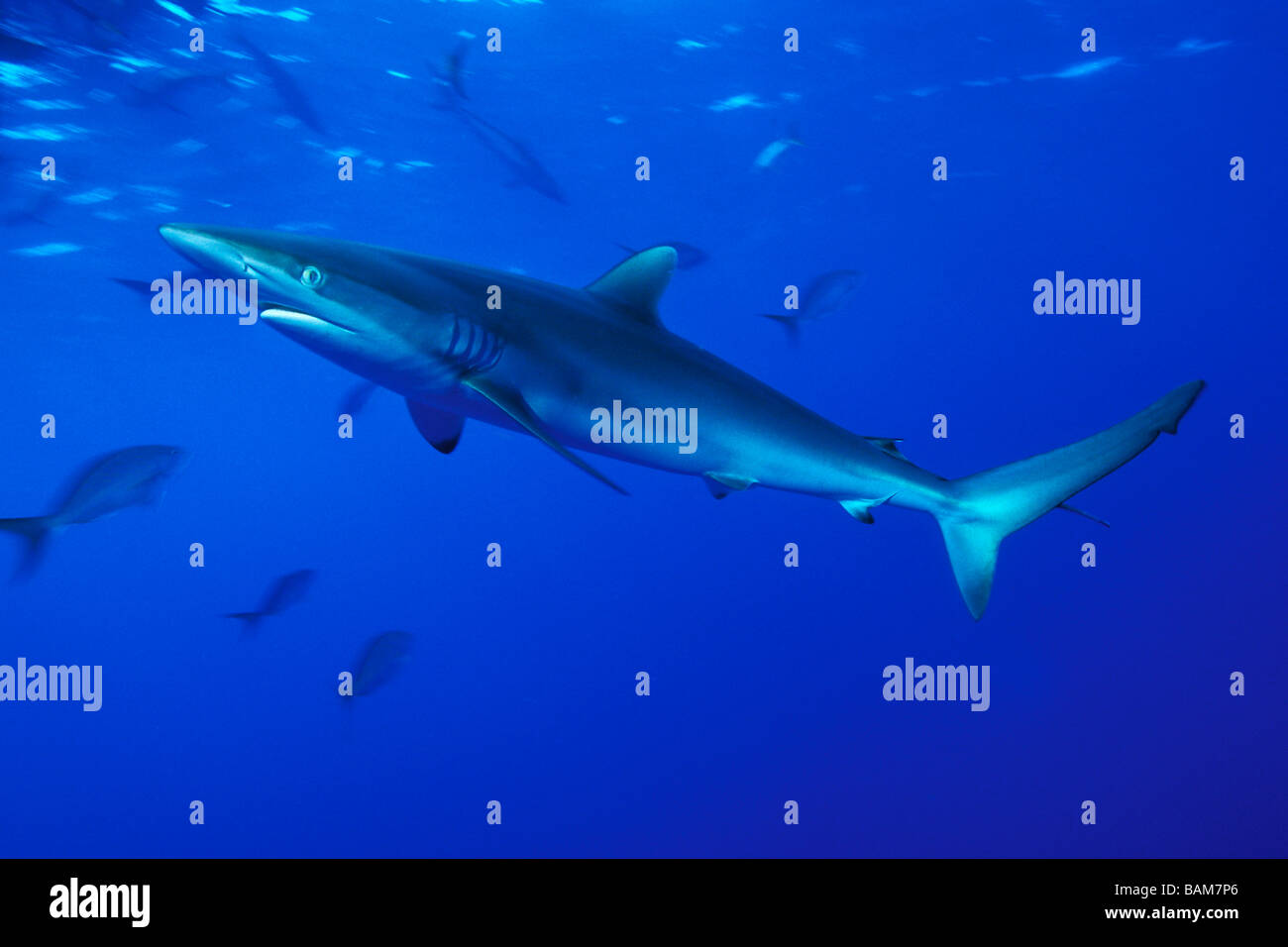 Silky Shark Carcharhinus falciformis Caribbean Cuba Stock Photo