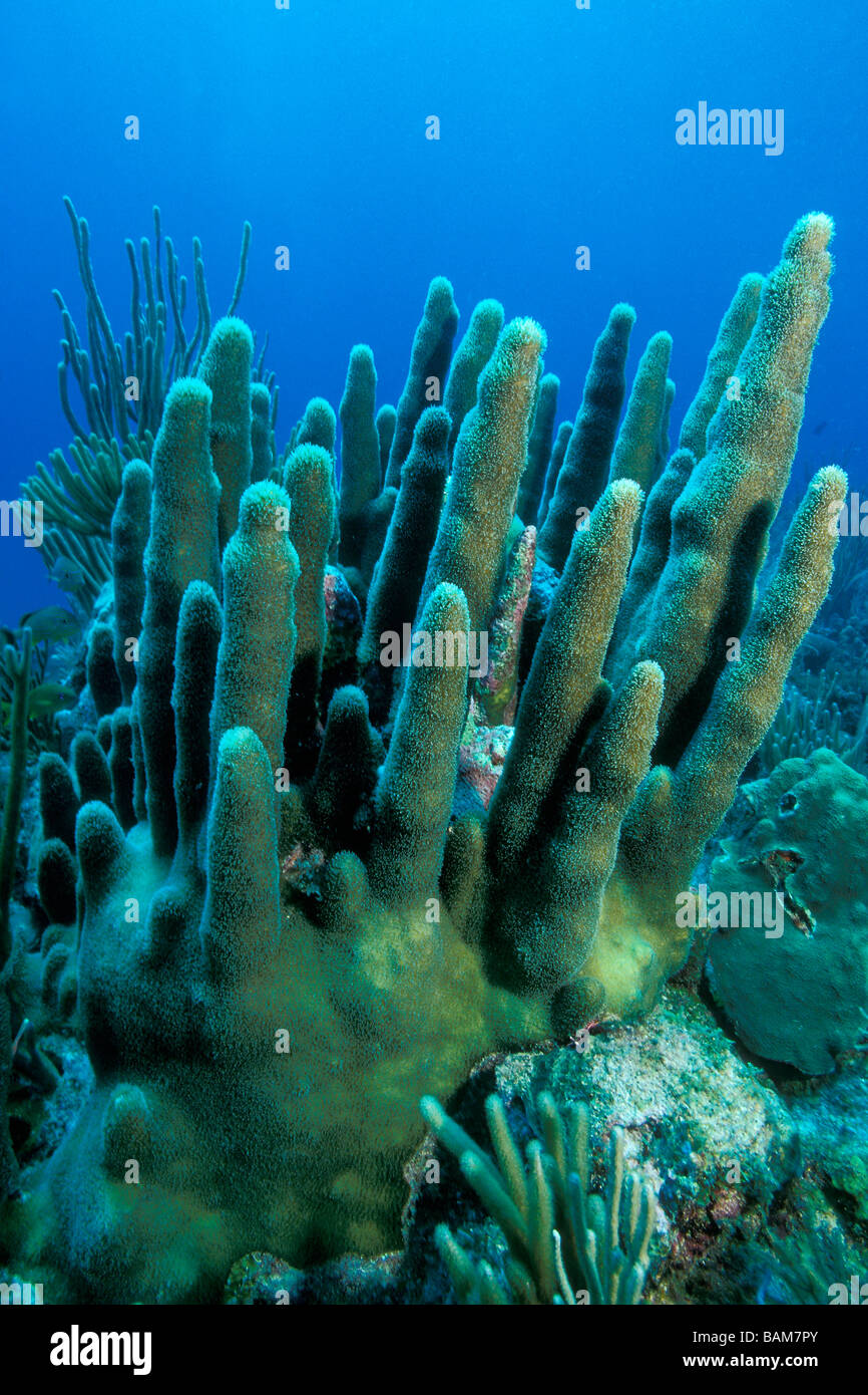 Caribbean Coral Reef Caribbean Cuba Stock Photo