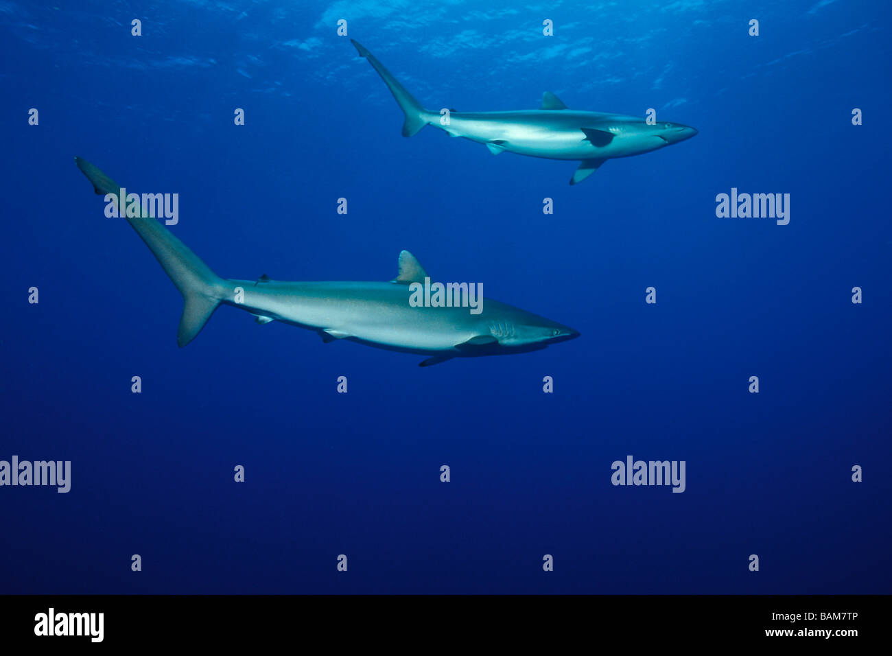 Silky Sharks Carcharhinus falciformis Caribbean Cuba Stock Photo