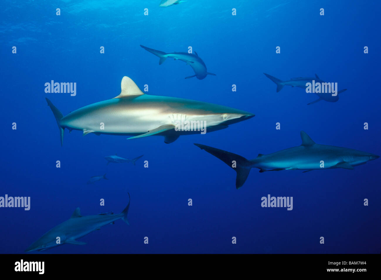 Silky Sharks Carcharhinus falciformis Caribbean Cuba Stock Photo