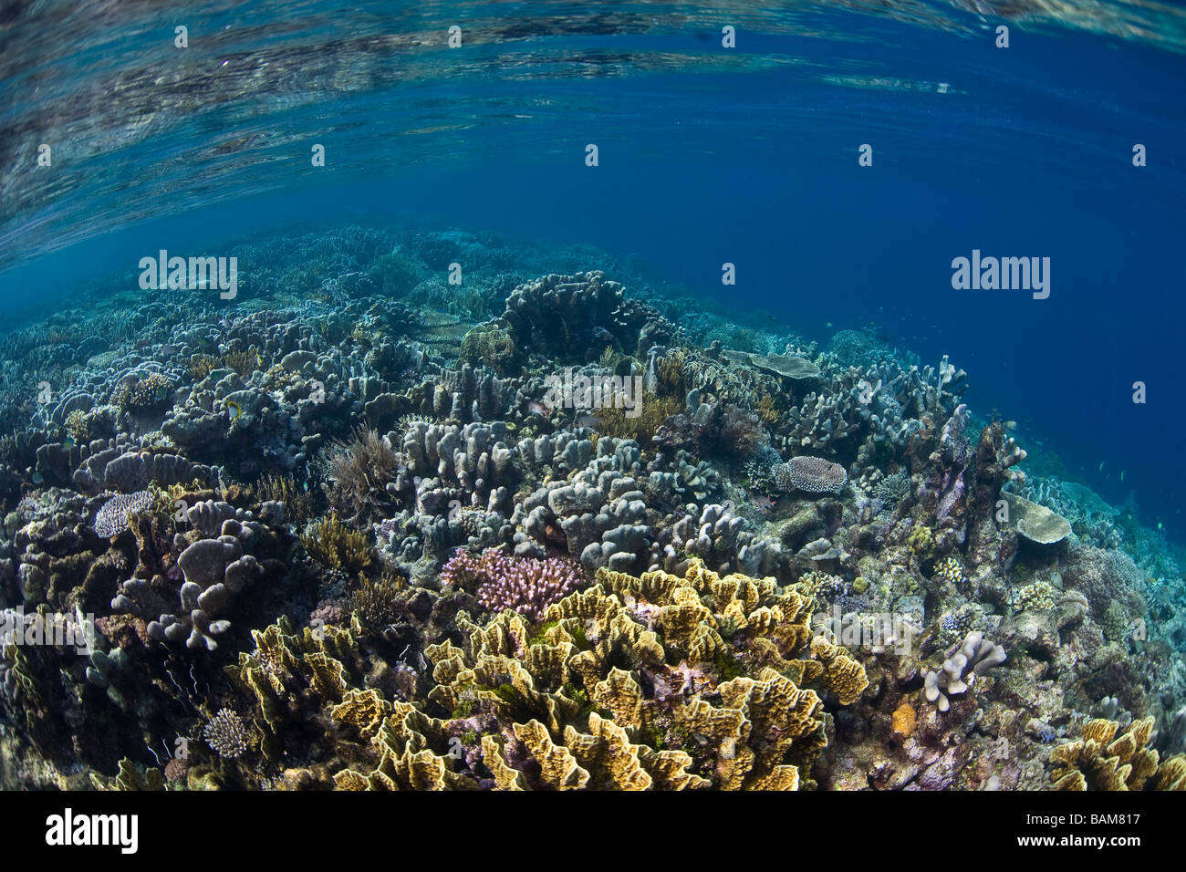 Marine Biodiversity of Raja Ampat Raja Ampat West Papua Indonesia Stock ...