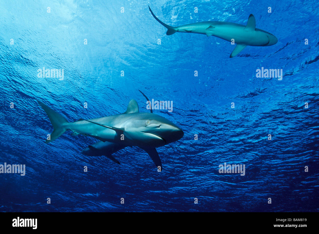 Silky Sharks Carcharhinus falciformis Caribbean Cuba Stock Photo - Alamy