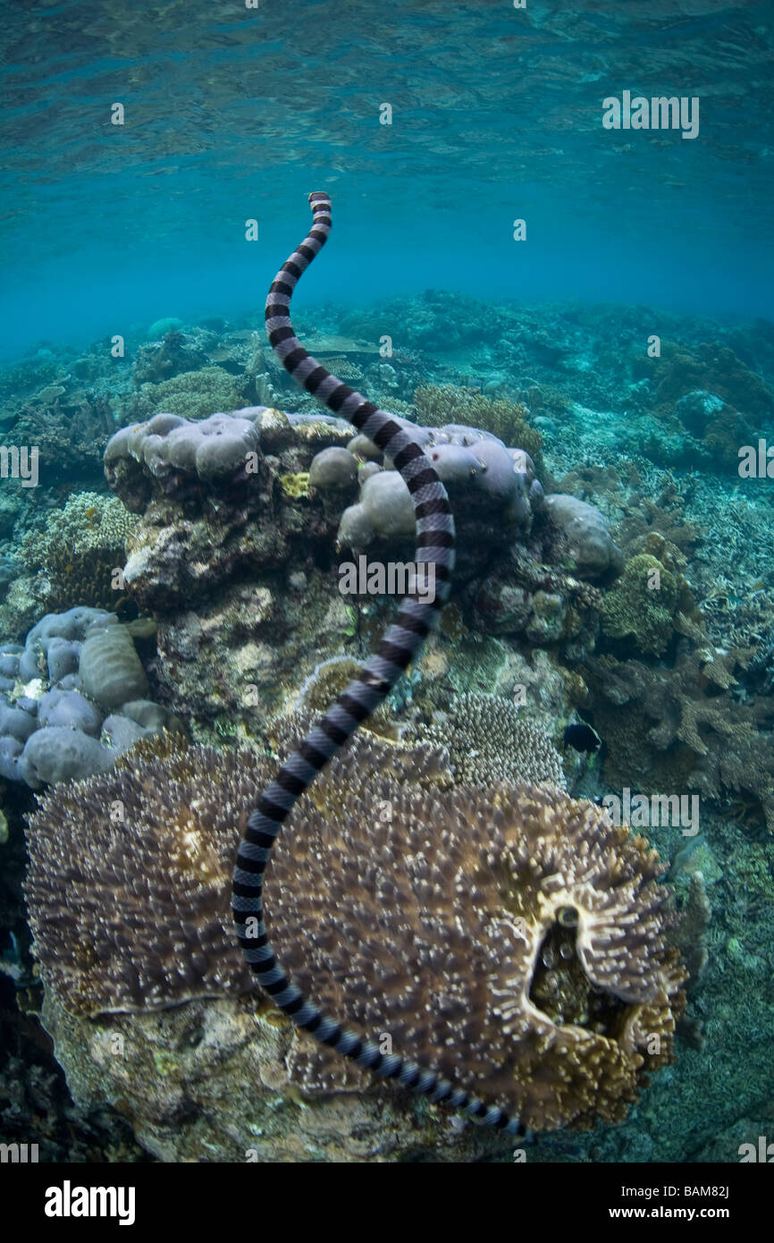 Venemous Banded Yellow lip Sea Snake Laticauda colubrina Raja Ampat West Papua Indonesia Stock Photo