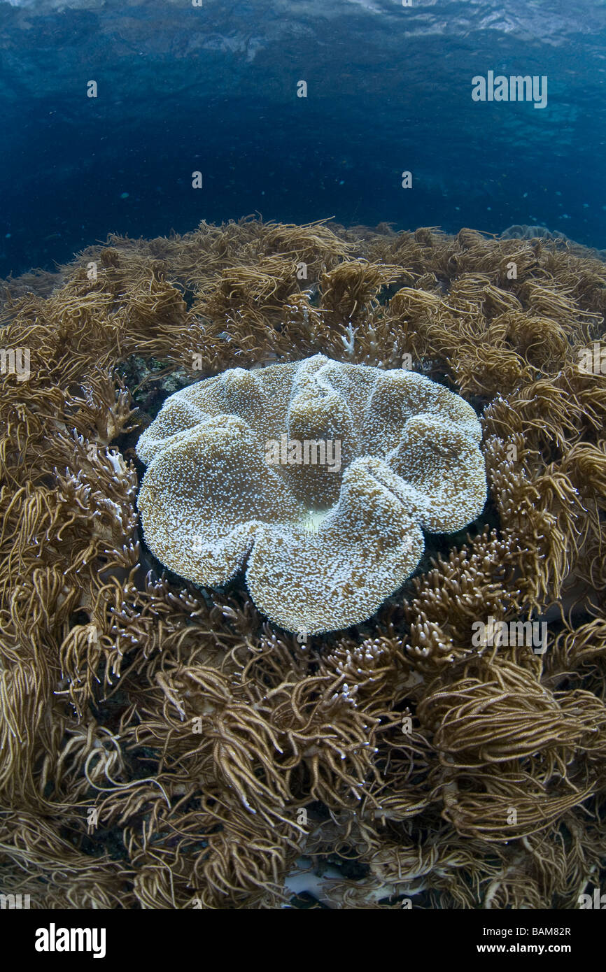 Mushroom Leather Coral between Flexible Leather Corals Sarcophyton sp Sinularia flexibilis Raja Ampat West Papua Indonesia Stock Photo