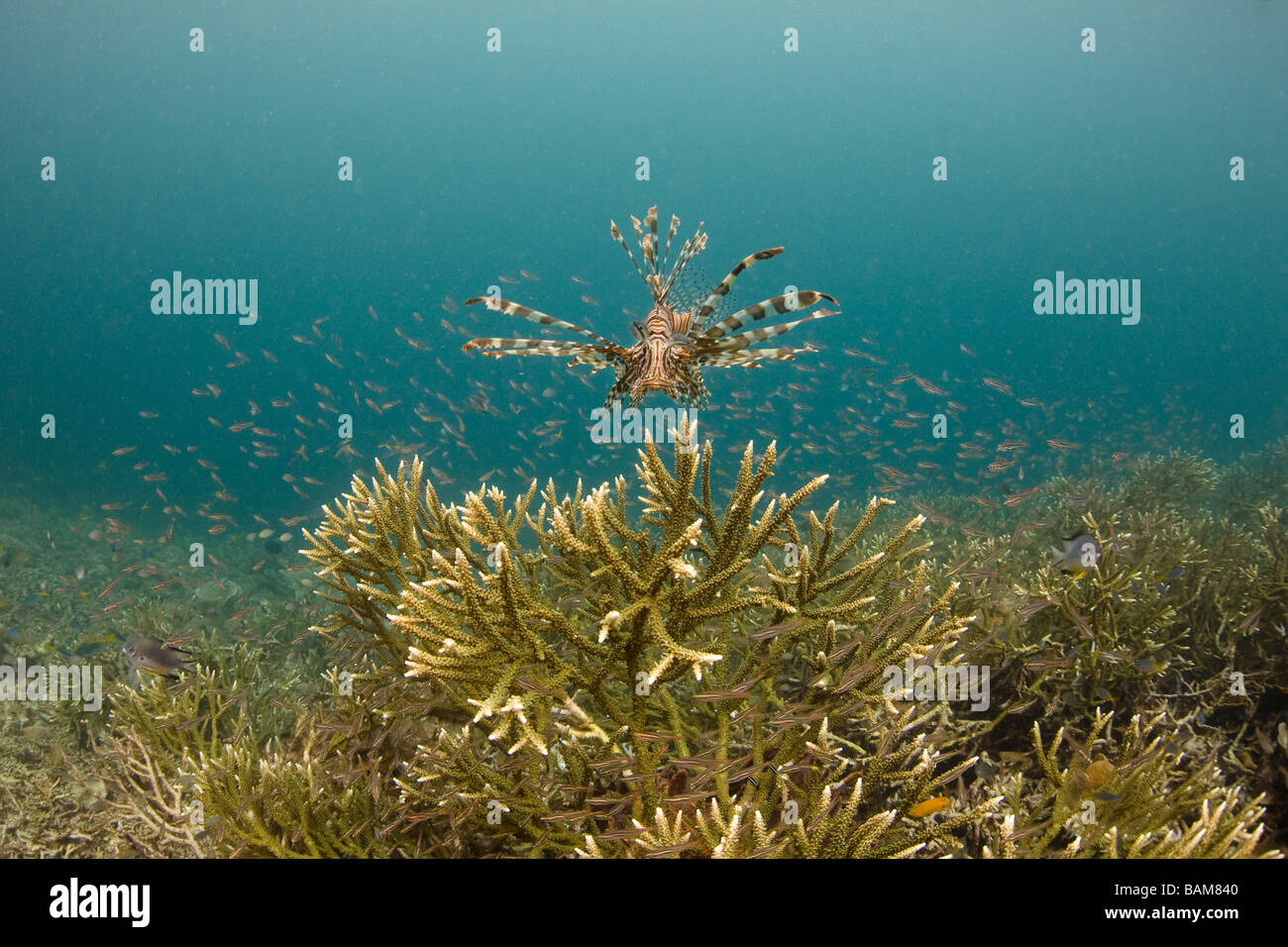 Lionfish over Staghorn corals Pterois volitans Raja Ampat West Papua Indonesia Stock Photo