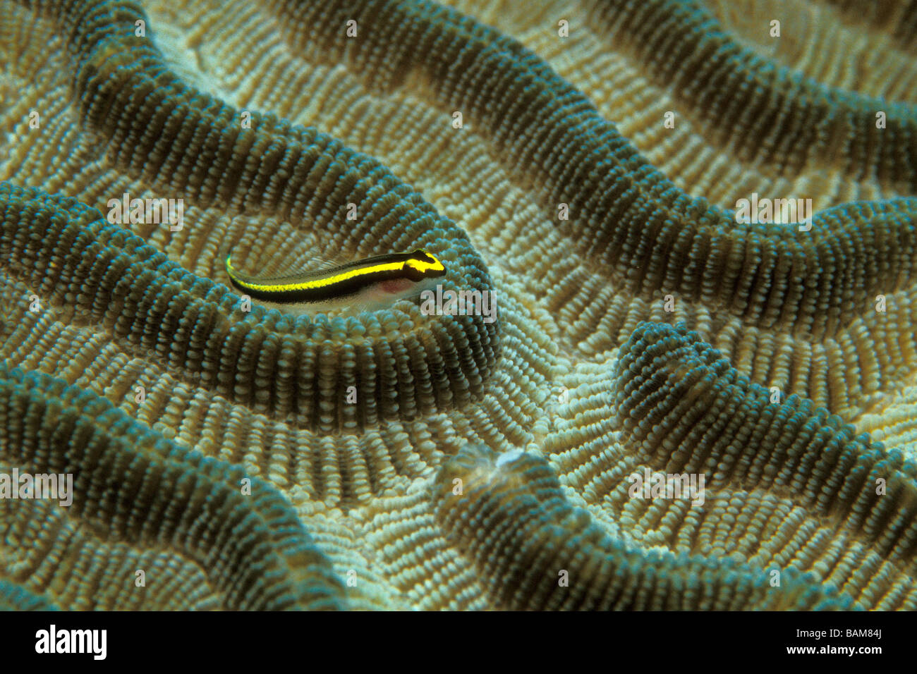 Cleaning Goby on Coral Gobiosoma genie Caribbean Cuba Stock Photo