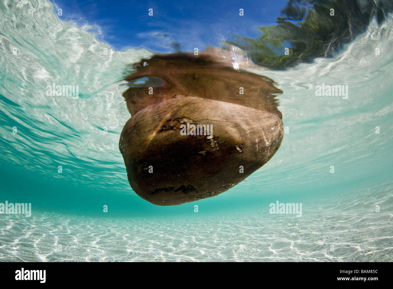 Coconut floats in Lagoon Raja Ampat West Papua Indonesia Stock Photo